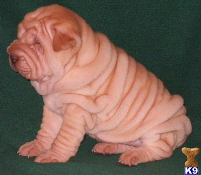 Chinese Shar-Pei Puppies for Sale